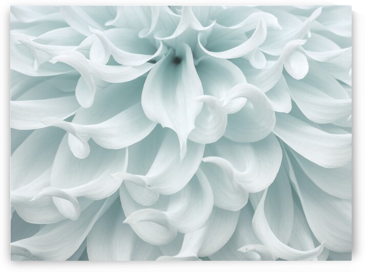 Dahlia close-up by Assaf Frank