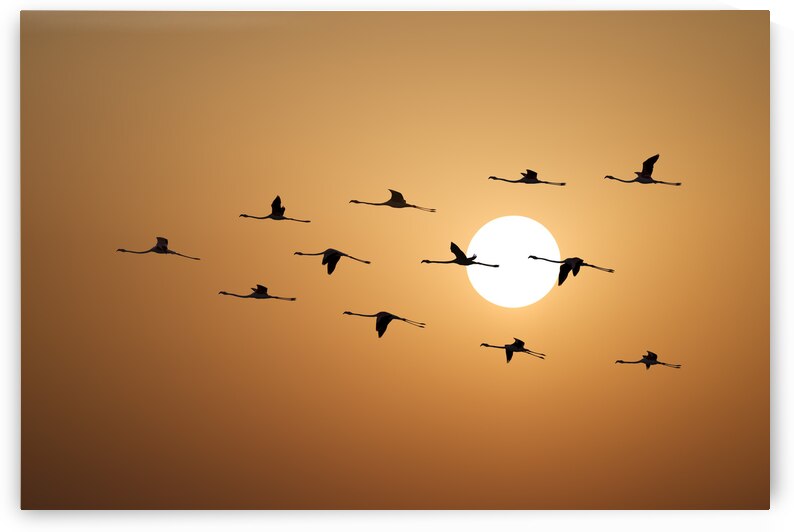 Flamingo Sunset by Assaf Frank