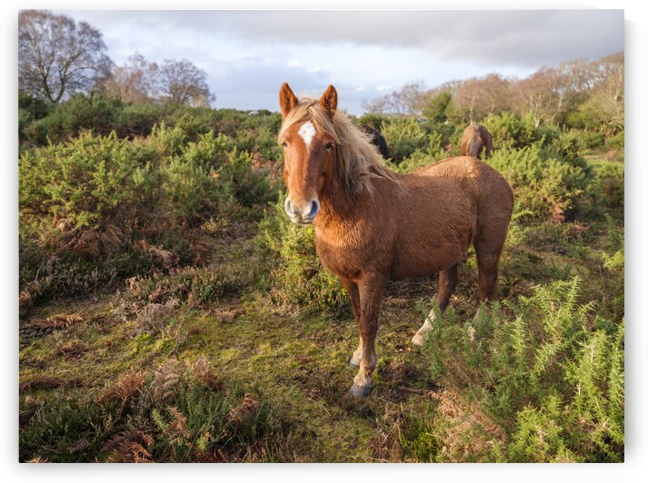 Lone Stag by Assaf Frank