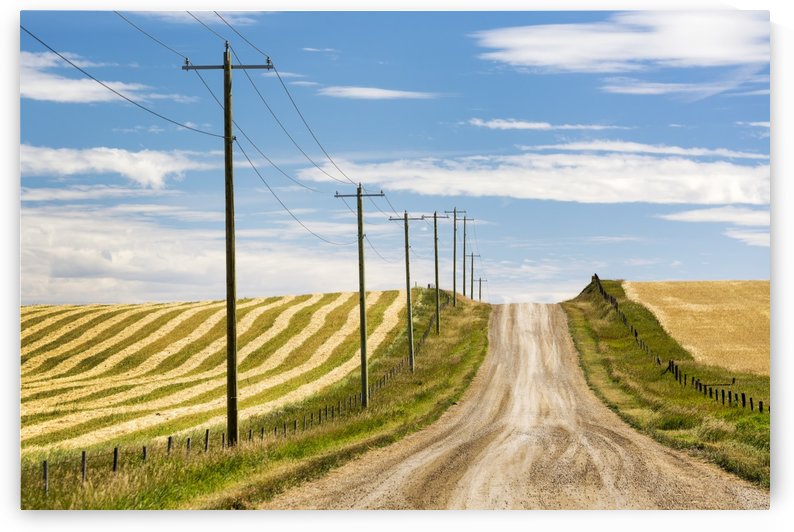 Gravel road climbing a hill with wooden electrical poles and a brown cut field on one side and a golden grain field on the other with blue sky and clouds; Alberta, Canada by PacificStock