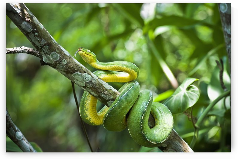 Green tree snake (Dendrelaphis punctulata); Madang Province, Papua New Guinea by PacificStock