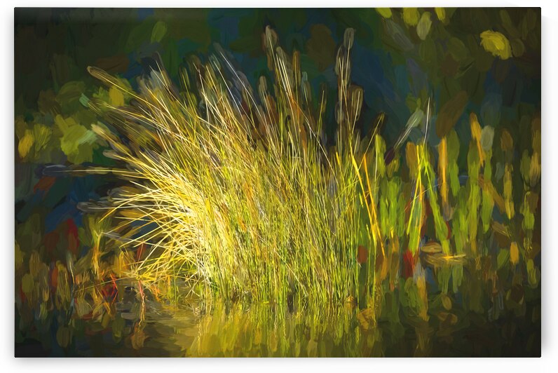 Sunlight on Grass Merritt Island NWR X100 by Rich Franco