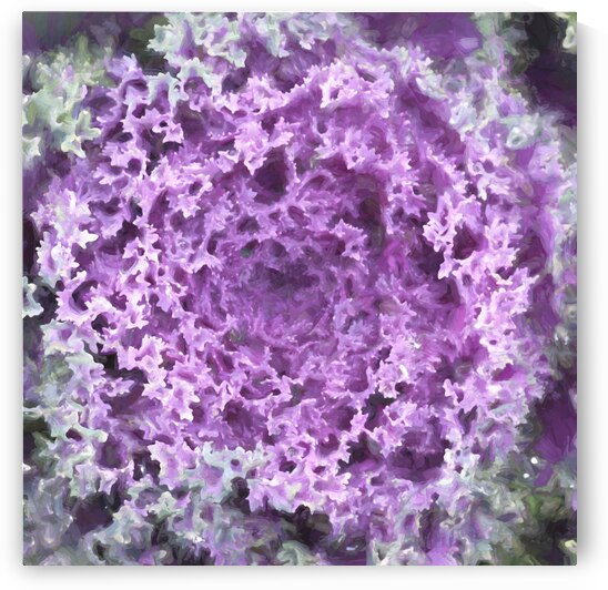 Ornamental Cabbage Kale X100 by Rich Franco
