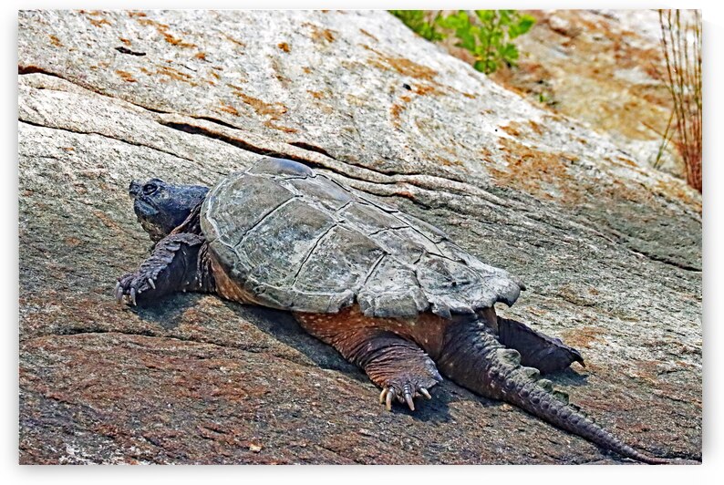 The Snapper by Deb Oppermann