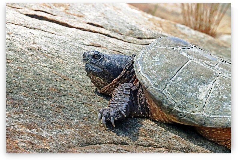 The Snapper Close  Up by Deb Oppermann