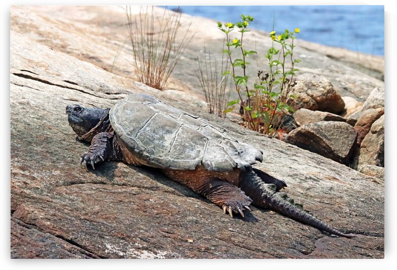 The Armoured Tank by Deb Oppermann