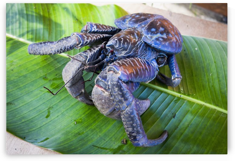 Coconut crab (Birgus latro); Vanuatu by PacificStock