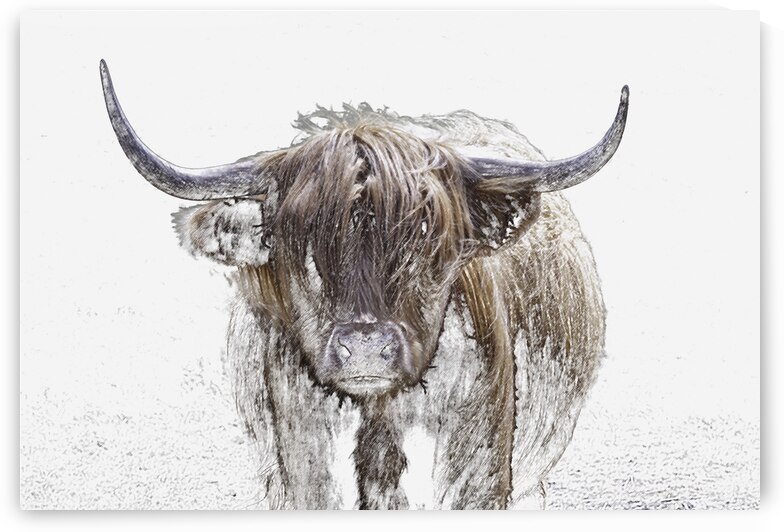 A Highland Cow in Winter by Leighton Collins