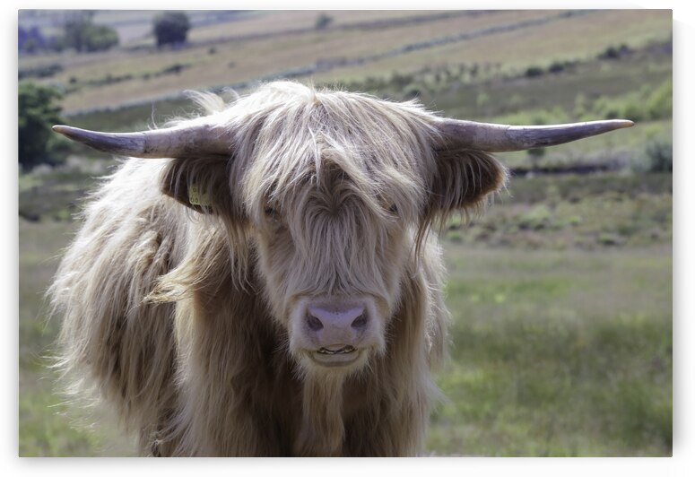 Scotlands gentle giant by Leighton Collins