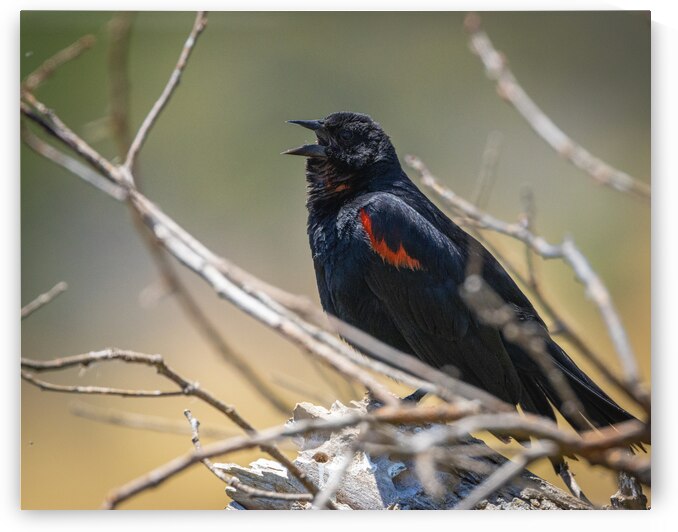 Red-winged Blackbird by Evan Mueller