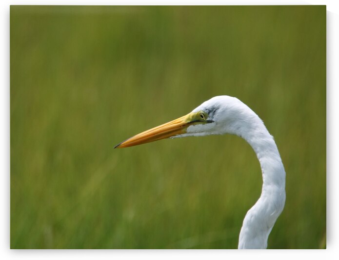 Great Egret Profile by Karen Silvestri