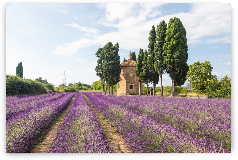 Lavender lines in Italy. Tuscany coutryside scenery landscape at by Paolo Modena