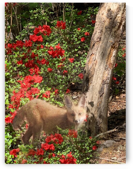 CAUGHT in the act  Fox Kit in Red Azaleas by Michele Milano Arts