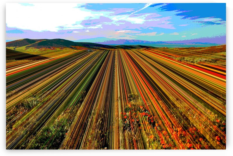 CAIFORNIA POPPY FIELD by LES MAYERS 