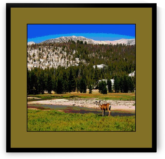A Doe In Tuolumne Meadows Yosemite National Park by LES MAYERS 