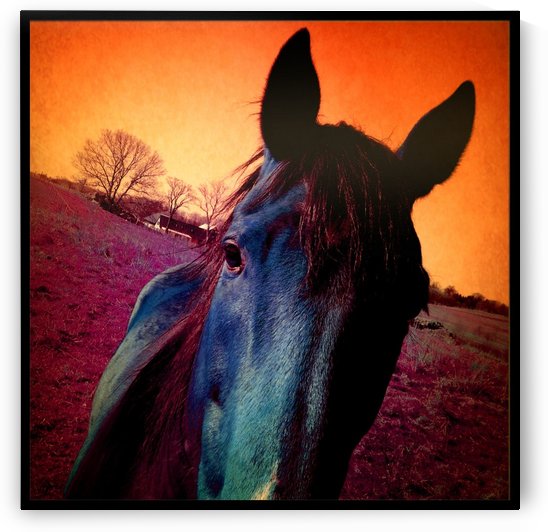 Sunset Horse  by Ulf Bley