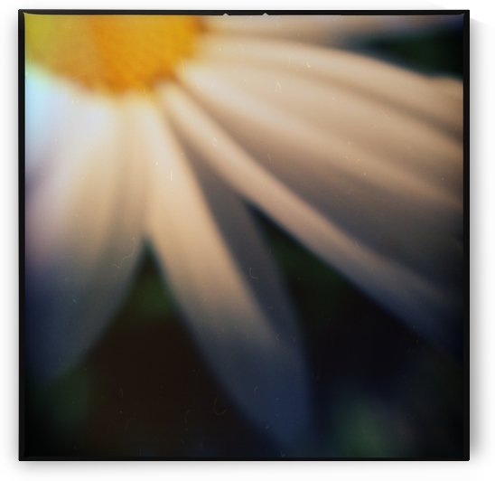 Petal devotion by Ulf Bley