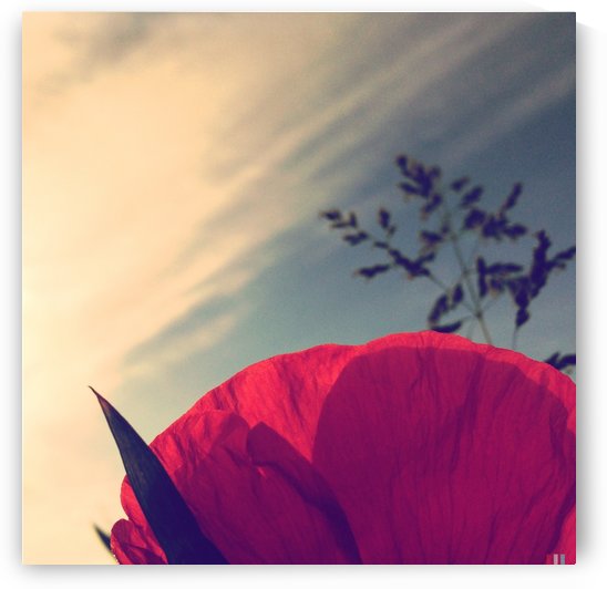 Poppy sky by Ulf Bley