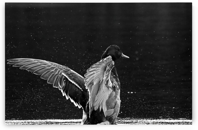 Drake Mallard Black And White by Deb Oppermann