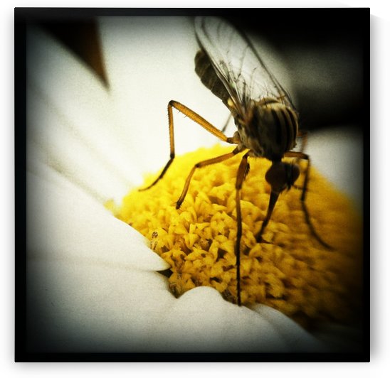 Vegetarian Mosquito by Ulf Bley