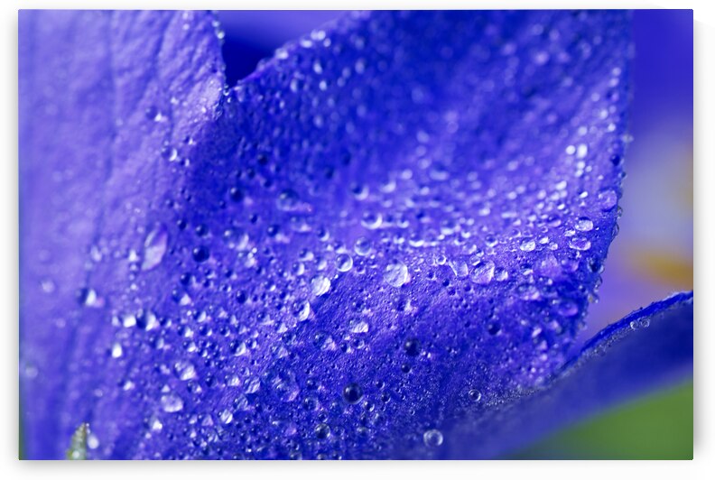 Balloon Flower Covered with Morning Dew 0711 by Iris H Richardson