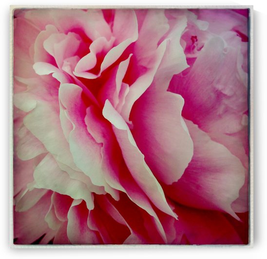 Pink Peony by Ulf Bley