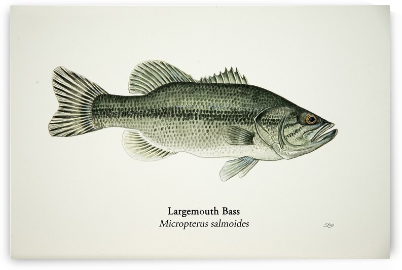 Largemouth Bass Painting by Stephen Emms