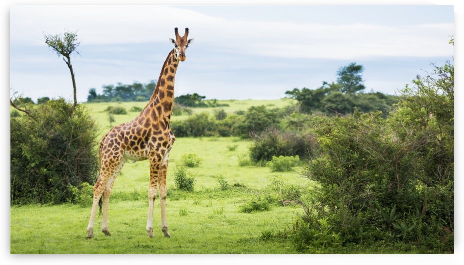 Giraffe (Giraffa camelopardalis), Murchison Falls National Park; Urganda by PacificStock