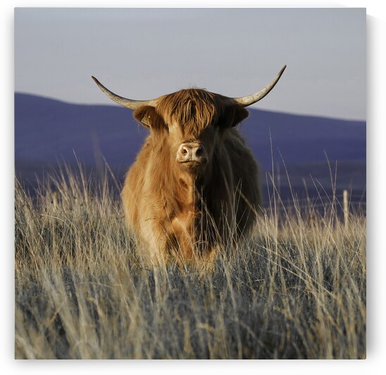 Highland cow by Leighton Collins