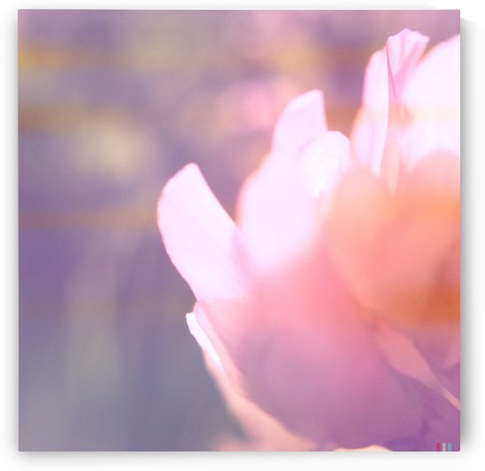 Rödklöver by Ulf Bley