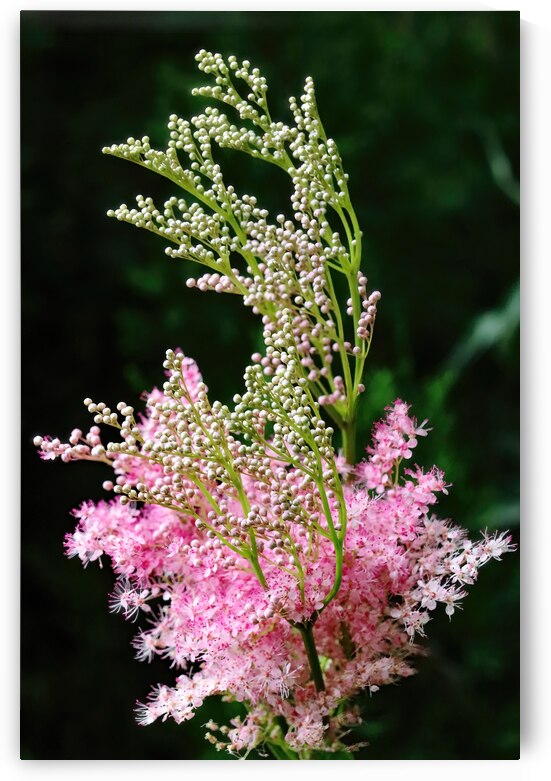 Cotton Candy Plumes by Deb Oppermann