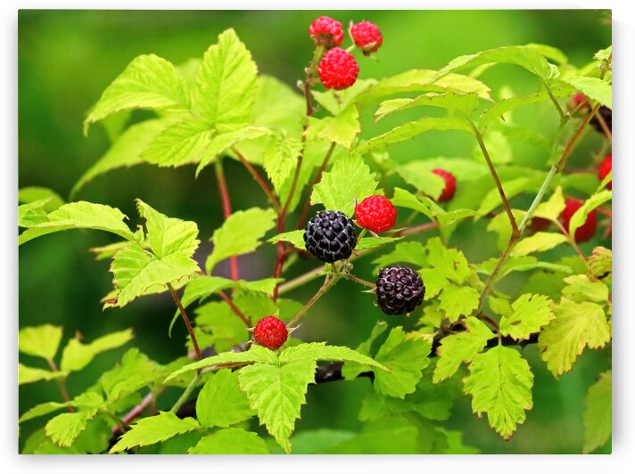 Wild Blackberries by Deb Oppermann