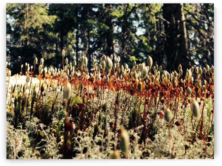 Forest Miniature by Ulf Bley