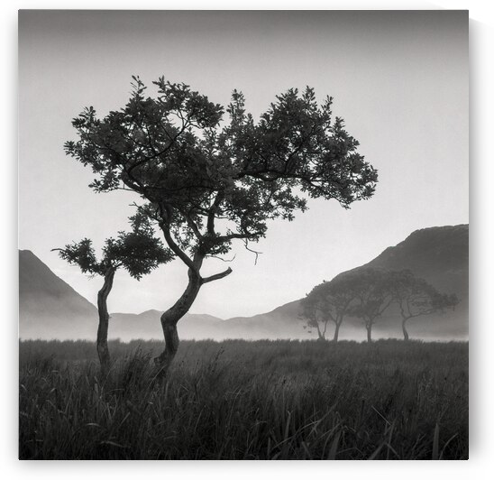 Crummock Water Tree by Dave Bowman