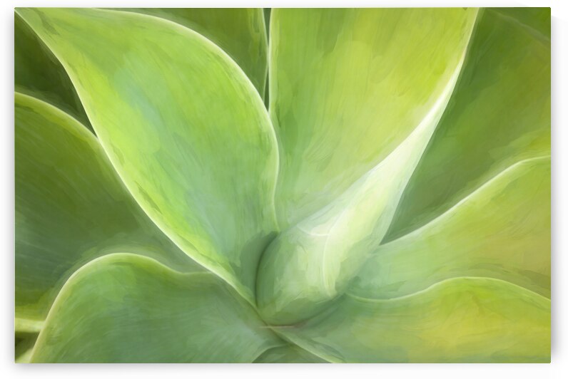 California Agave X100 by Rich Franco