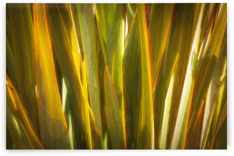 California Agave X101 by Rich Franco