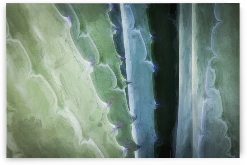 California Agave X102 by Rich Franco