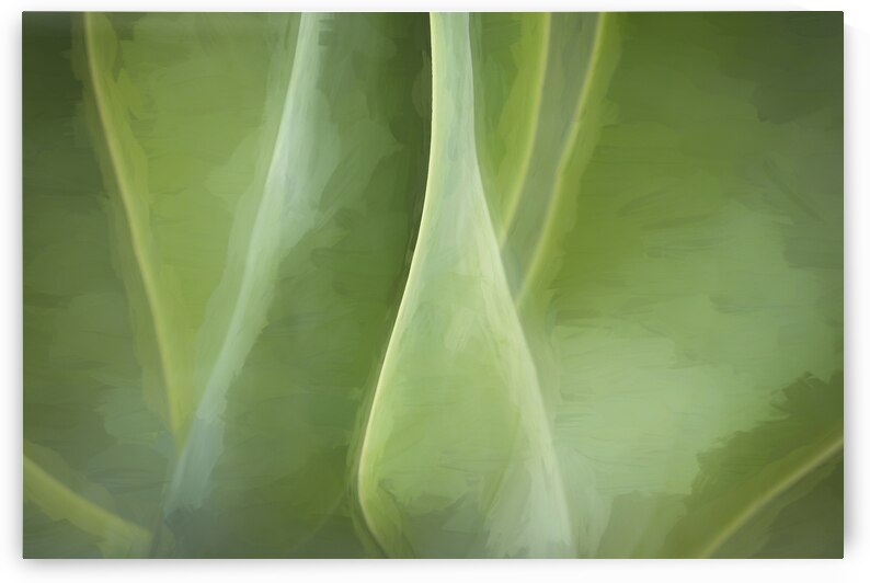 California Agave X103 by Rich Franco