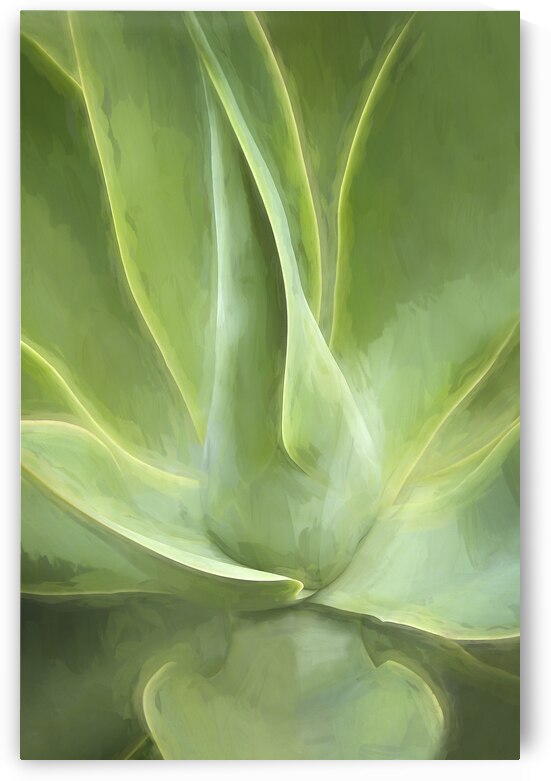 California Agave X104 by Rich Franco