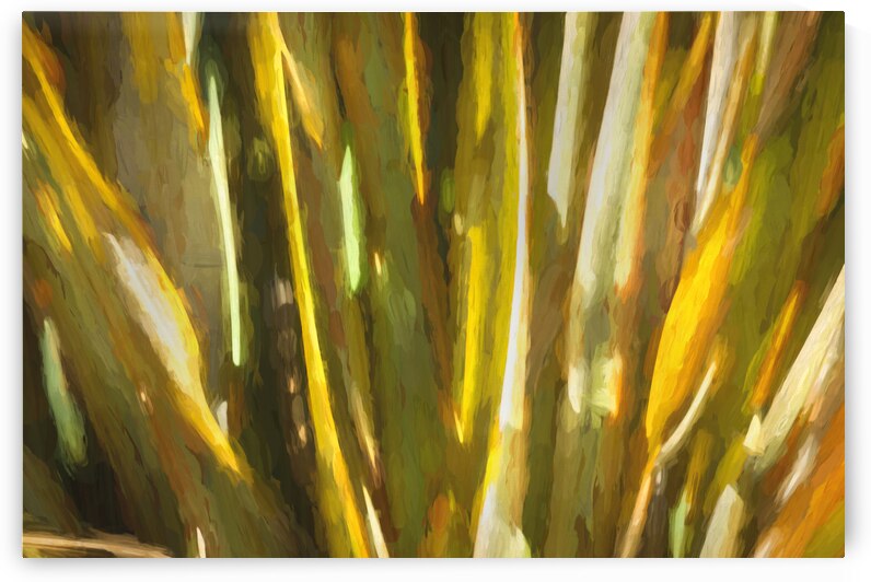 California Agave X105 by Rich Franco