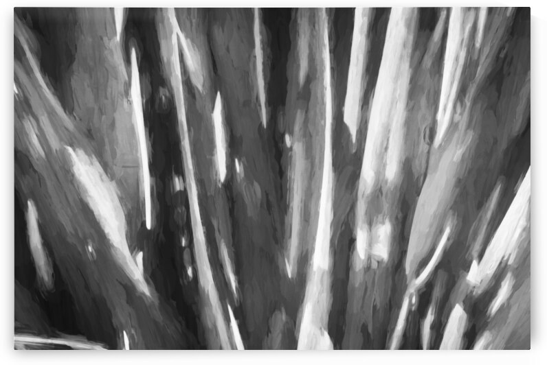 California Agave X106 by Rich Franco