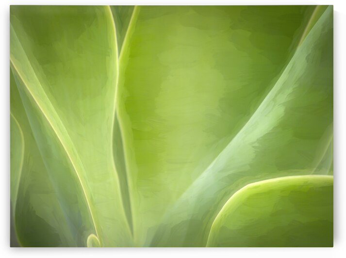 California Agave X107 by Rich Franco