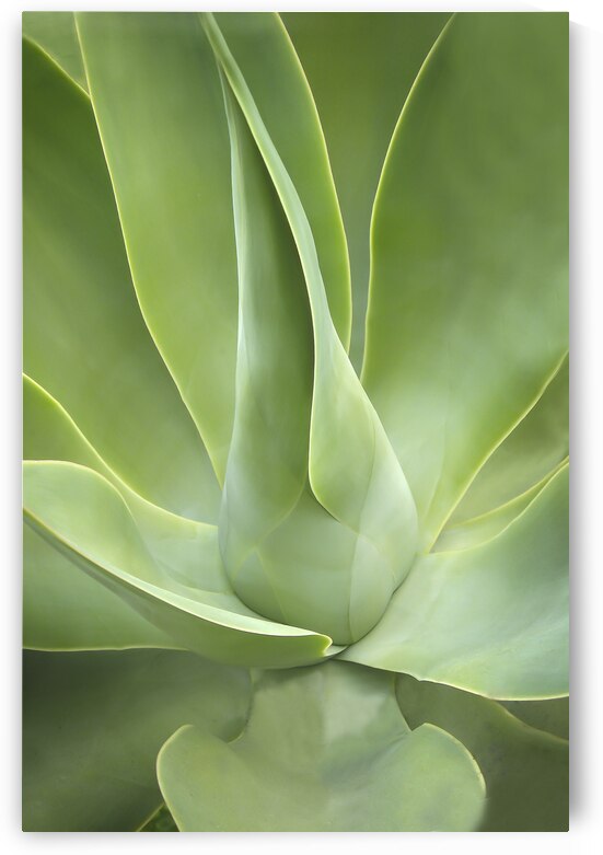 California Agave X108 by Rich Franco
