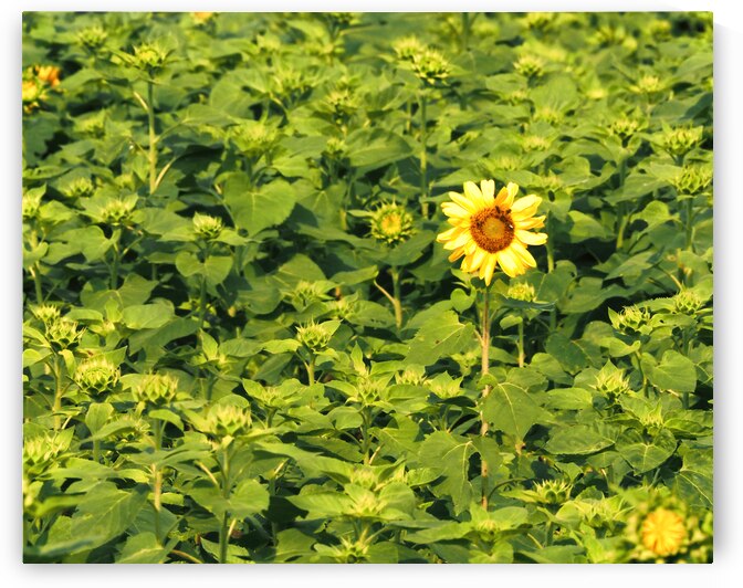 Sunflower Solitaire by Bill Swartwout Photography