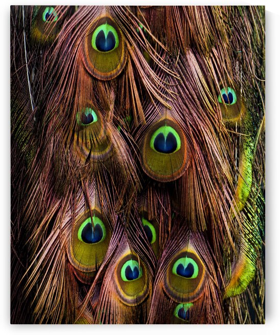 Peacock Feathers by Ben Cvengros