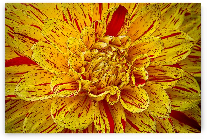 Multicolored Dahlia by Jim Radford