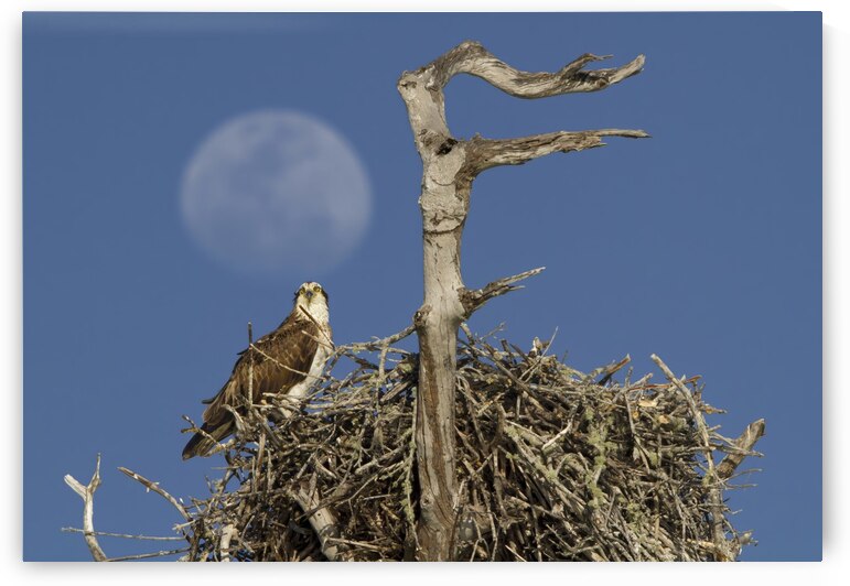 Nesting osprey by Jim Radford