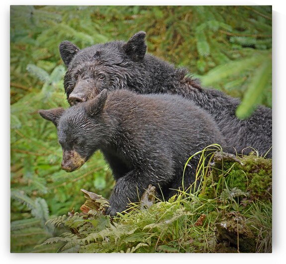 Mom and Cub by Jim Radford