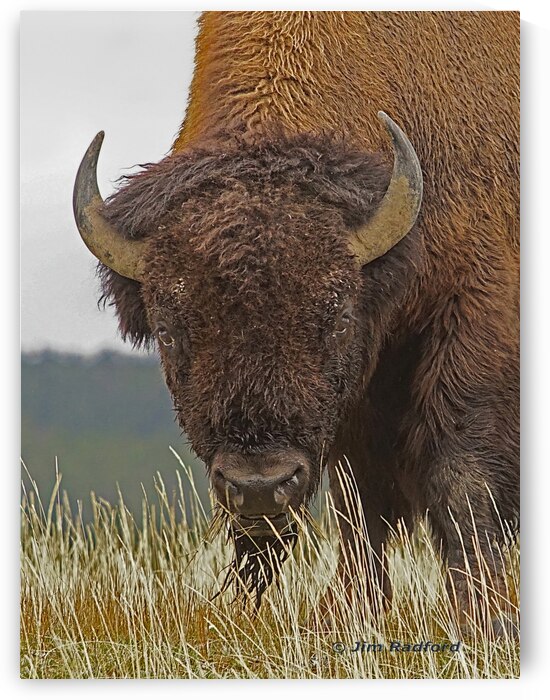 Bull bison by Jim Radford