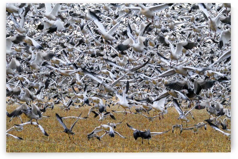 Lift Off  by Jim Radford